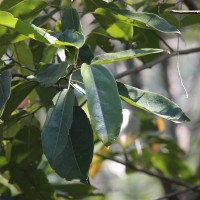 Pterygota thwaitesii (Mast.) Alston